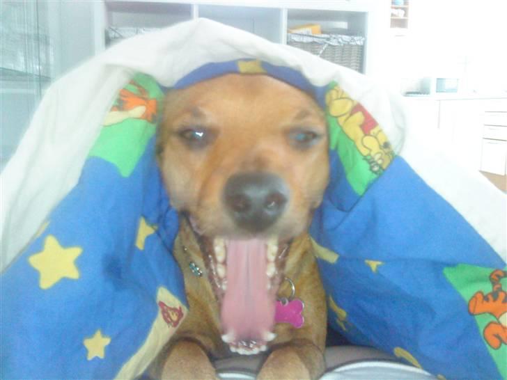 Blanding af racer Fie - Gaaaab :) billede 10