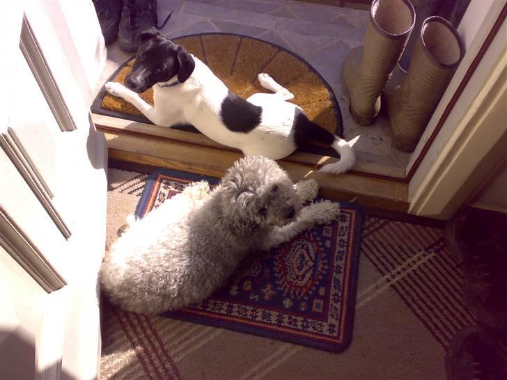 Dansk svensk gaardhund Chicco - Min bedste veninde Meryl billede 8