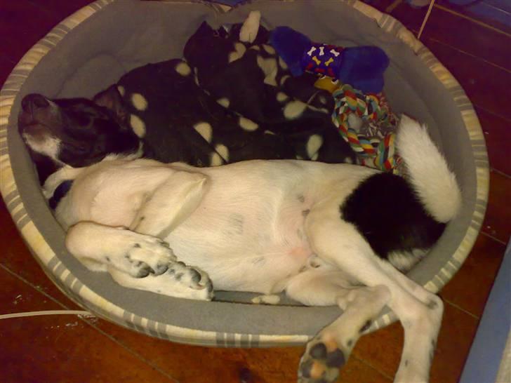 Dansk svensk gaardhund Chicco - Så ta´r vi os en slapper, det har været en hård dag  billede 9