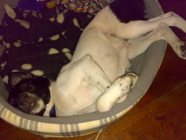 Dansk svensk gaardhund Chicco billede 10