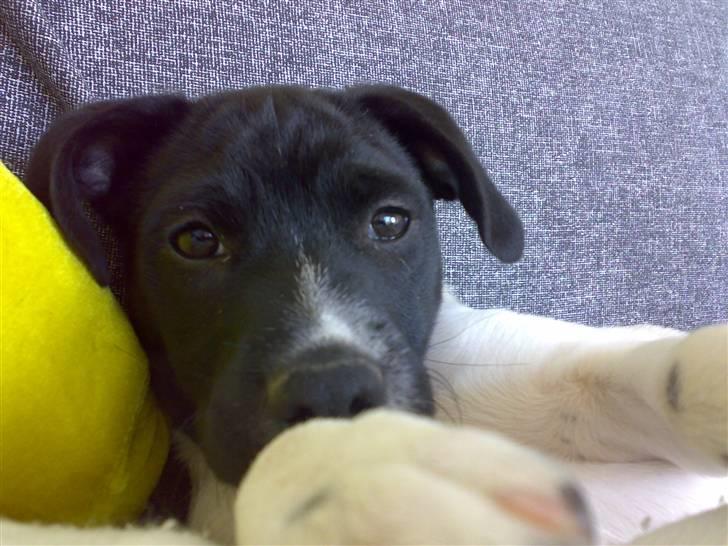 Dansk svensk gaardhund Chicco billede 11