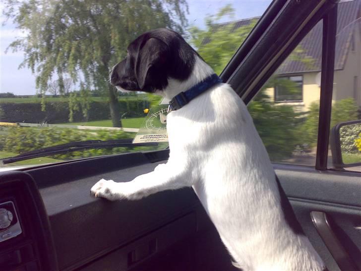 Dansk svensk gaardhund Chicco - elsker at køre bil  billede 12