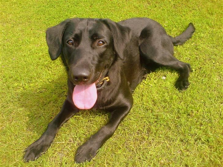 Blanding af racer - Kaldenavn Choice - Taget d. 20 august, så her er hun præcis 11 måneder gammel. billede 4