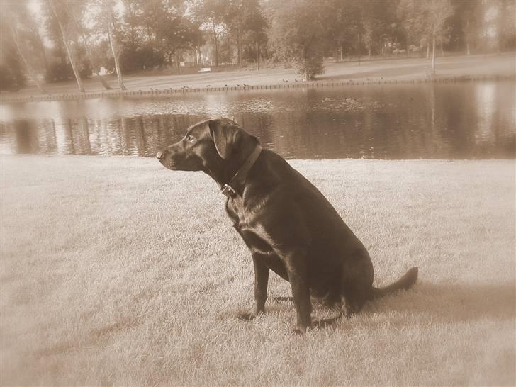 Blanding af racer - Kaldenavn Choice billede 5