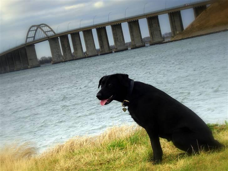 Blanding af racer - Kaldenavn Choice - Ved vandet i Rudkøbing billede 6