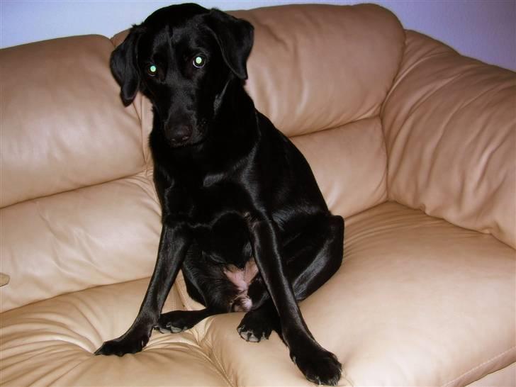 Blanding af racer - Kaldenavn Choice - Må jeg ikke godt være i sofaen... billede 7