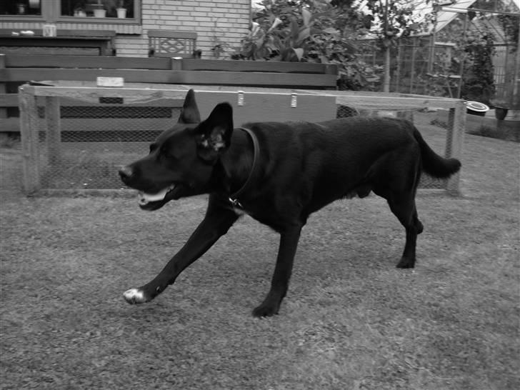 Labrador retriever Lucas - Suset rundt om huset ..! <33  billede 13