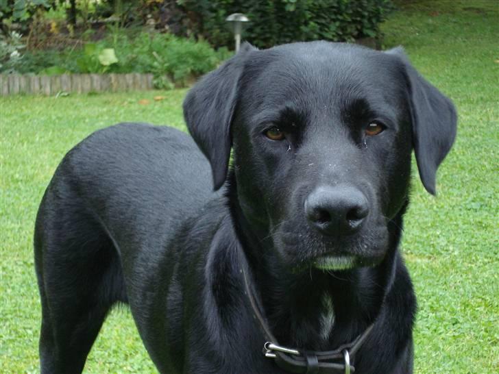 Labrador retriever Lucas - Lækker eller hva ?! :p <33  billede 14