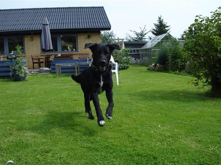 Labrador retriever Lucas - Her kommer jeg .. <33 :b  billede 15