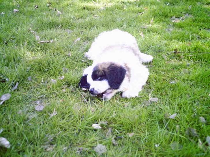 Sankt bernhardshund Sofus billede 11