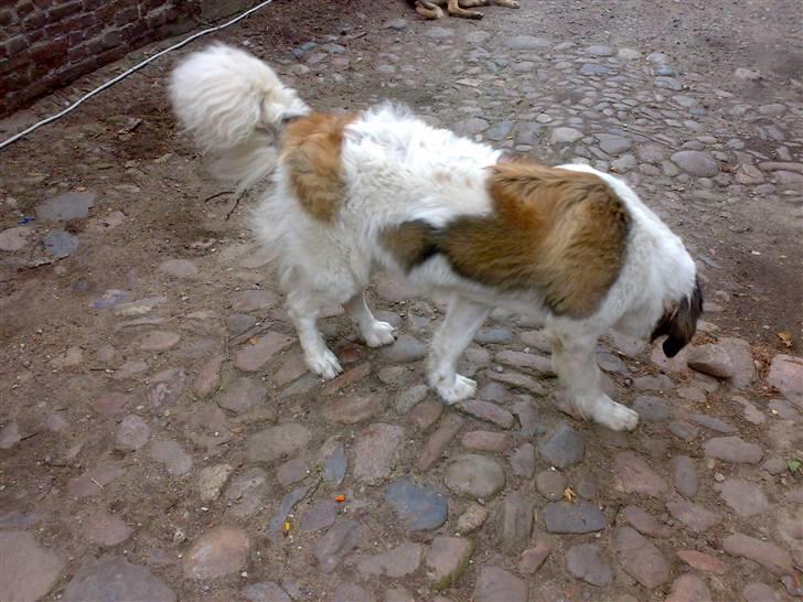 Sankt bernhardshund Sofus billede 12