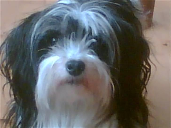 Blanding af racer Viggo - Viggos søde storesøster billede 7