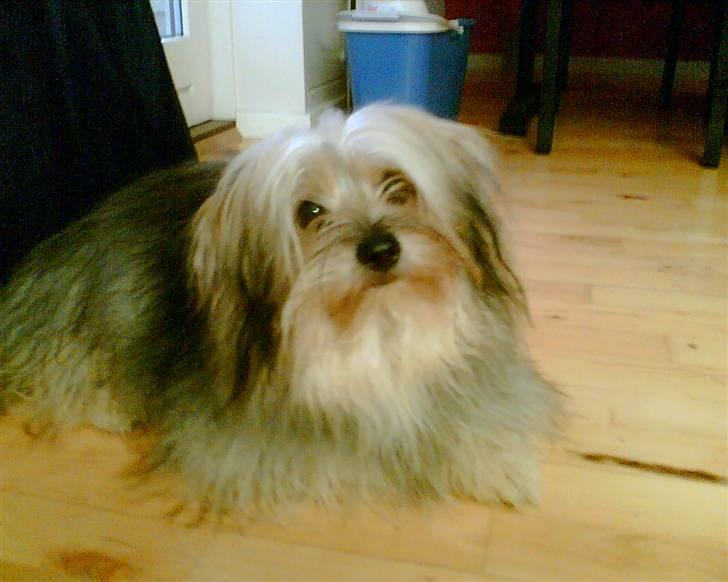 Blanding af racer Viggo - min skønne dreng billede 8