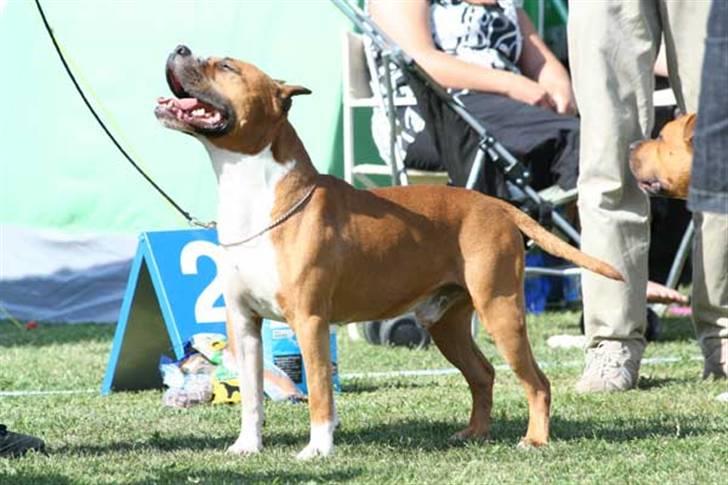 Amerikansk staffordshire terrier Reese billede 6