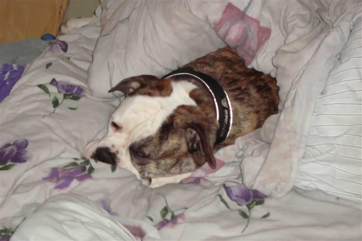 Amerikansk bulldog Margrethelunds Zjanel billede 1