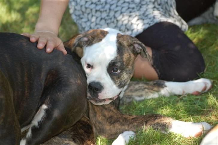 Amerikansk bulldog Margrethelunds Zjanel billede 2