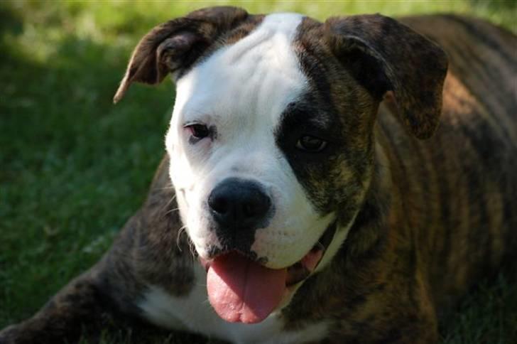 Amerikansk bulldog Margrethelunds Zjanel billede 3