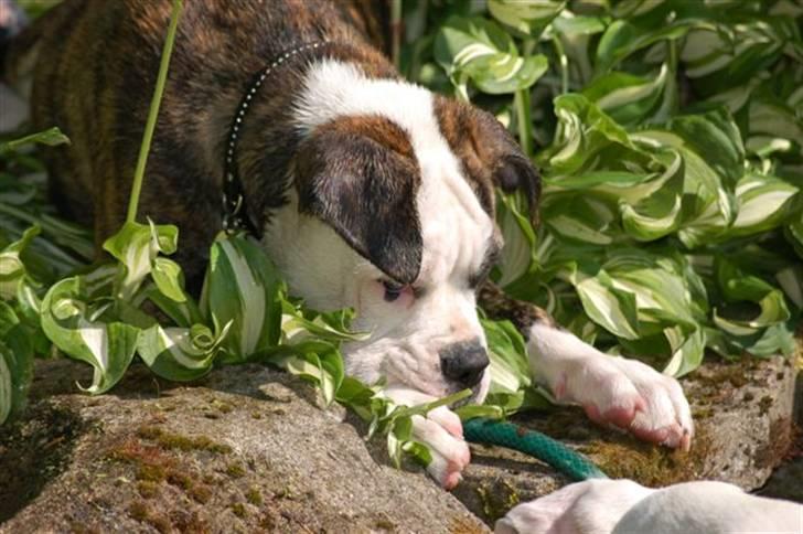 Amerikansk bulldog Margrethelunds Zjanel billede 4