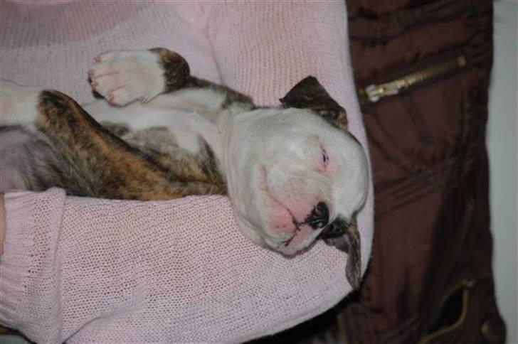 Amerikansk bulldog Margrethelunds Zjanel billede 5