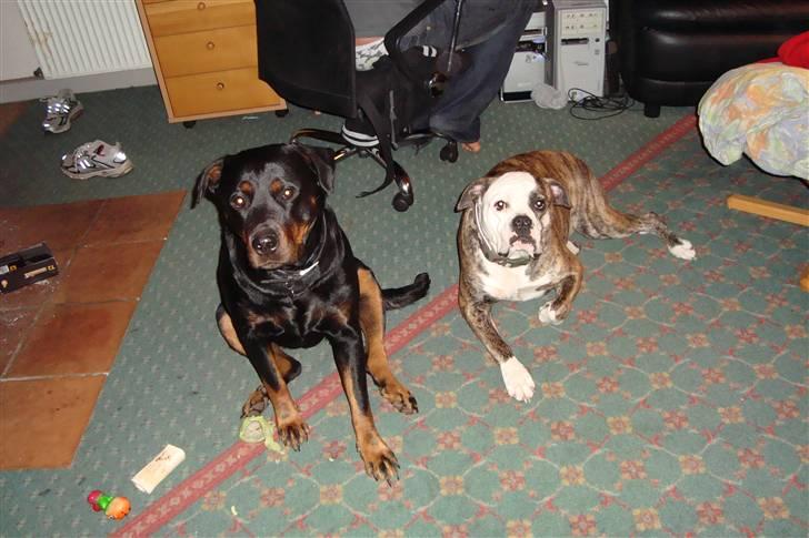 Amerikansk bulldog Margrethelunds Zjanel billede 6