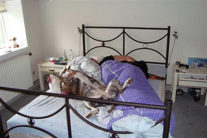 Amerikansk bulldog Margrethelunds Zjanel billede 7