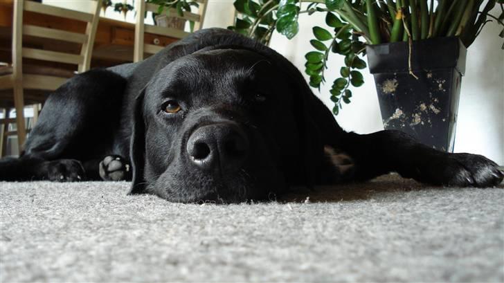 Labrador retriever Lucas - zzz  billede 17