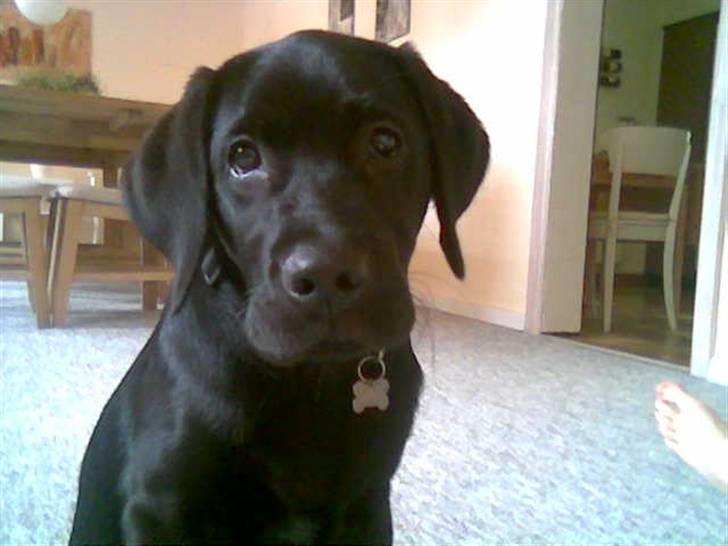 Newfoundlænder Harley billede 2