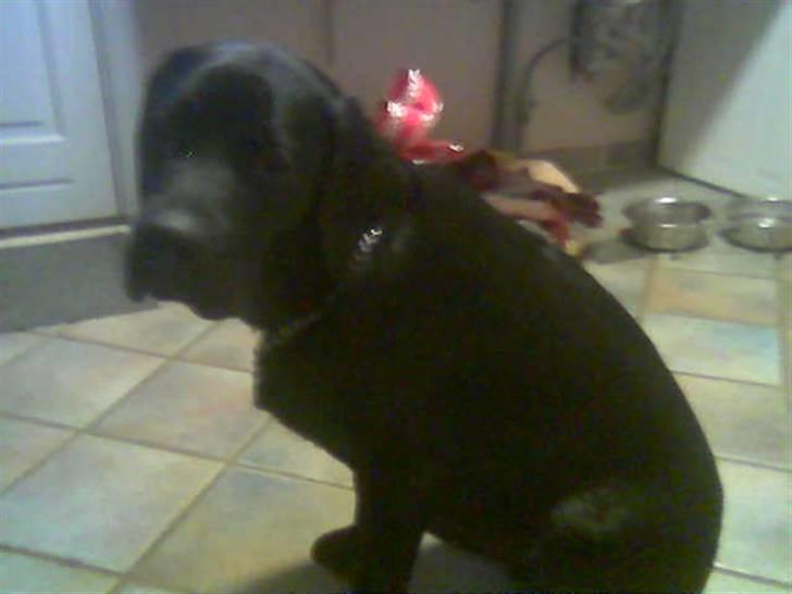 Newfoundlænder Harley billede 3