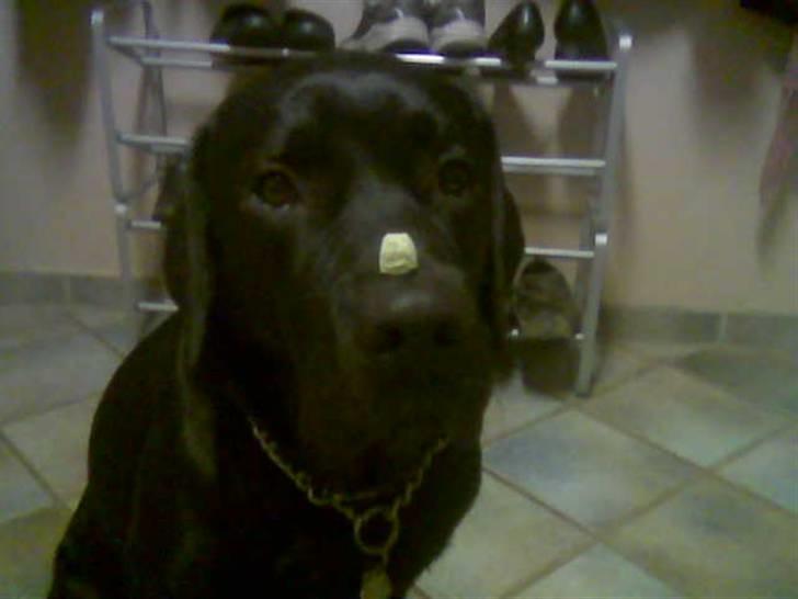 Newfoundlænder Harley billede 4