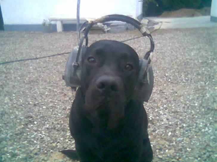 Newfoundlænder Harley billede 5