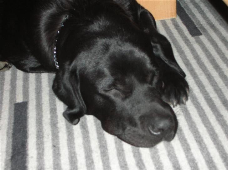 Newfoundlænder Harley billede 6