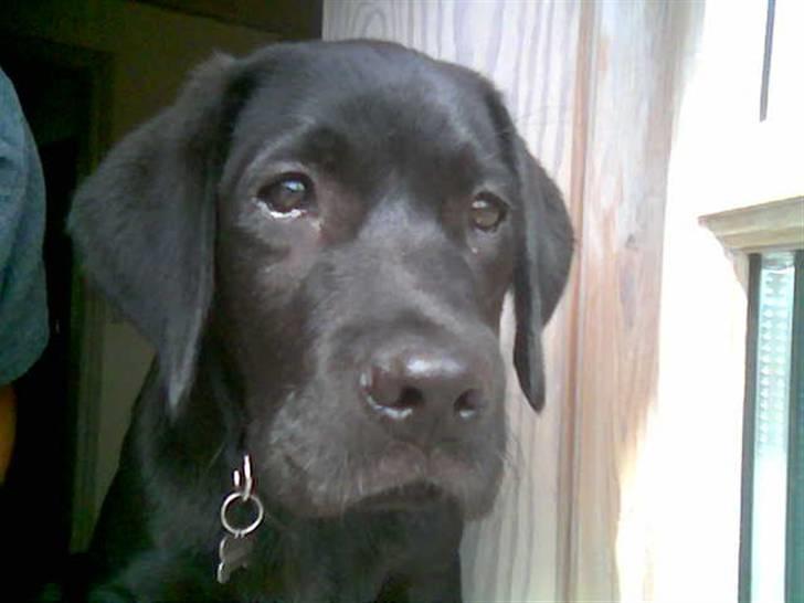 Newfoundlænder Harley billede 7