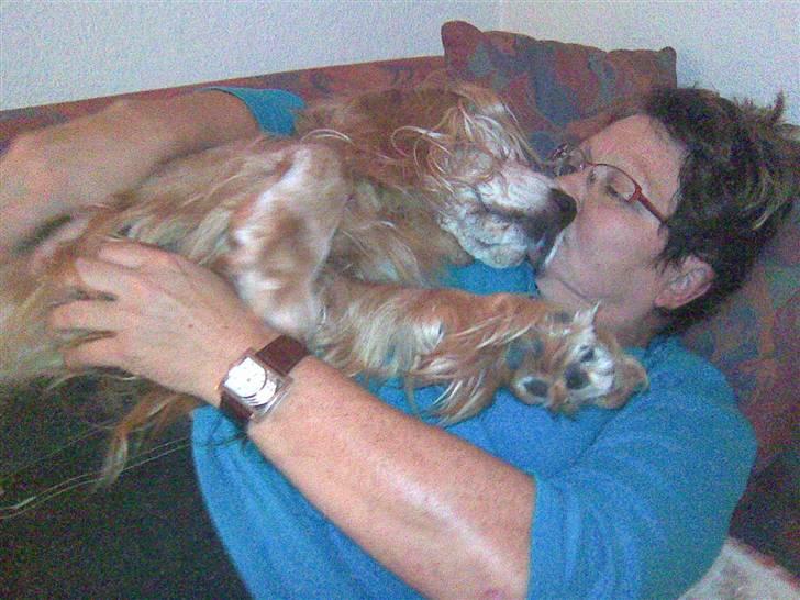 Cocker spaniel Fanny 98610  (Zenta)R.I.P - gå væk camilla! jeg putter med mor.  billede 14