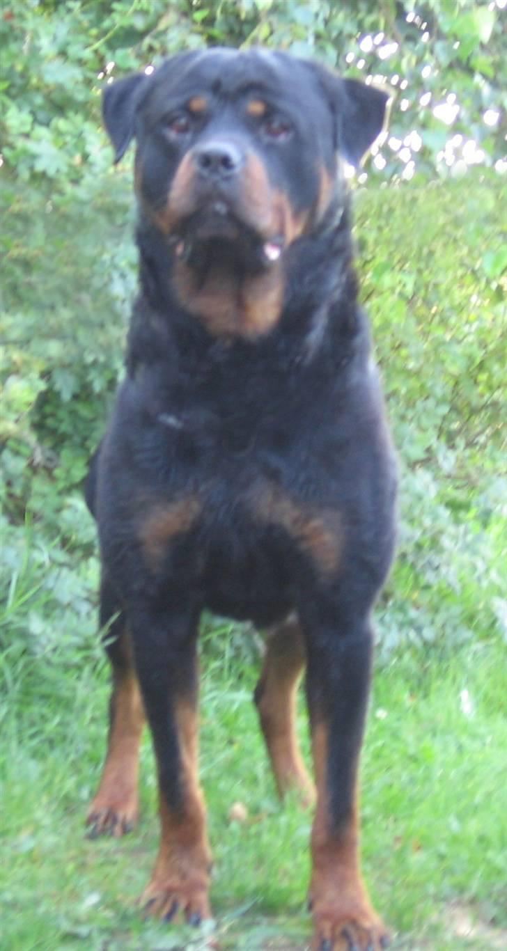 Rottweiler Gonzo billede 3