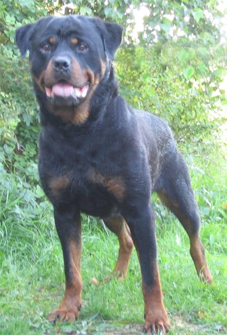 Rottweiler Gonzo billede 4