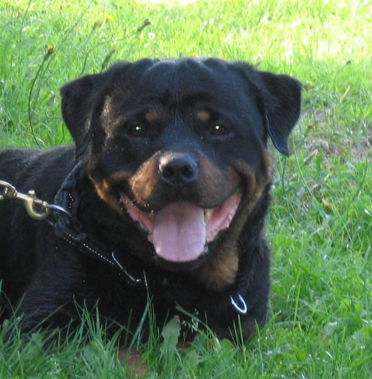 Rottweiler Gonzo billede 5