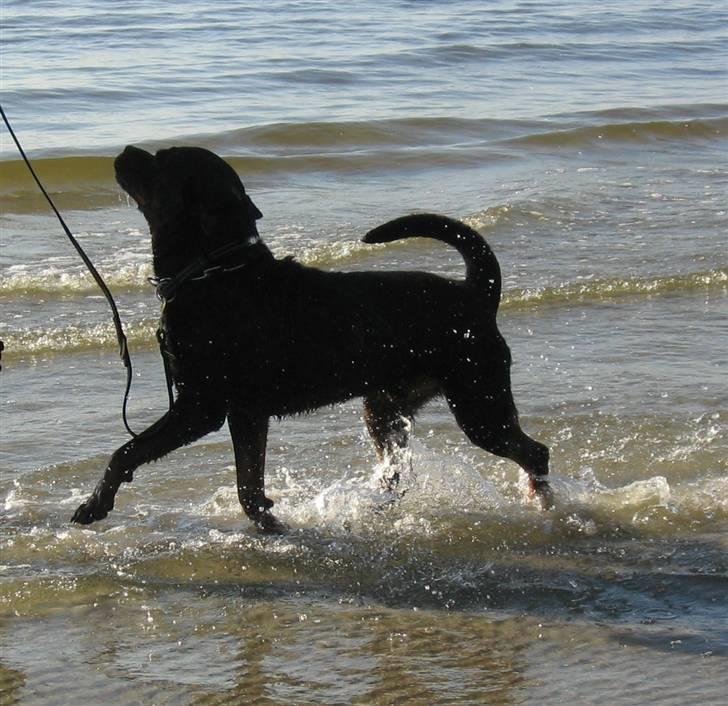 Rottweiler Gonzo billede 6