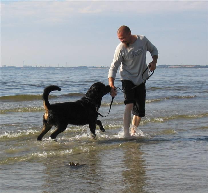 Rottweiler Gonzo billede 7