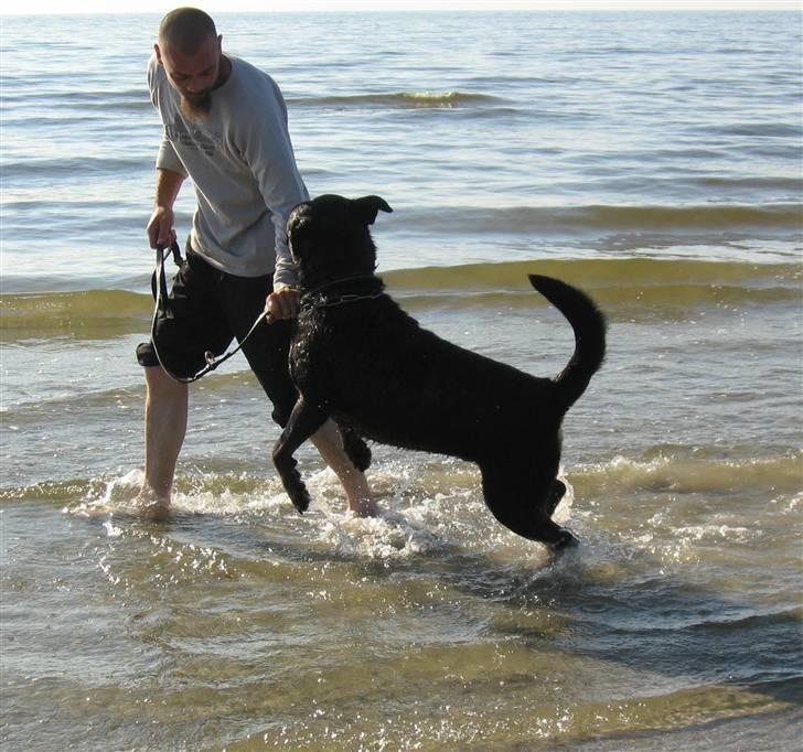 Rottweiler Gonzo billede 8