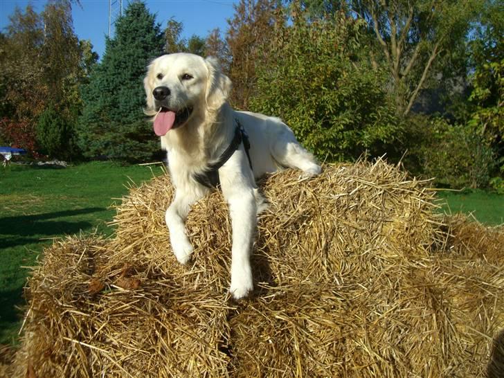Golden retriever Buddy billede 20