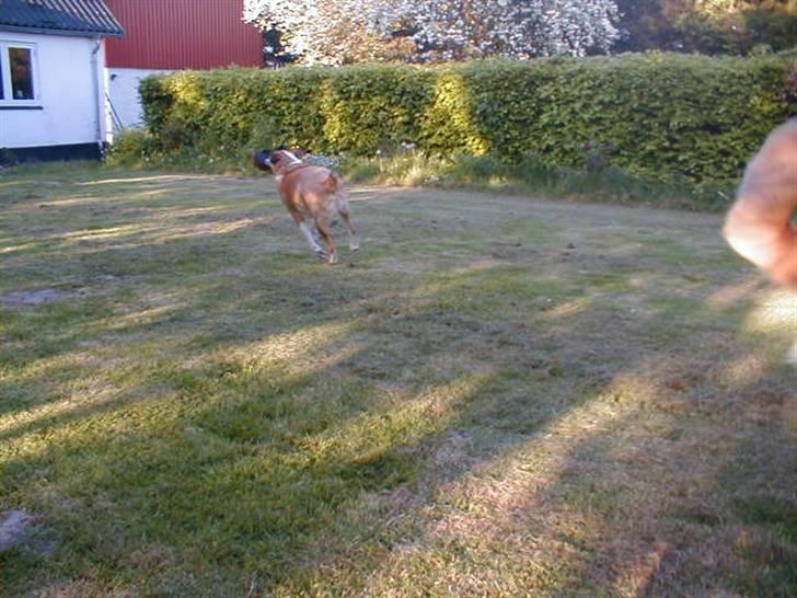 Blanding af racer bailey - Bailey i fuld firspring med hans ynglinslegetøj, en plastik urtepotte:-) billede 20