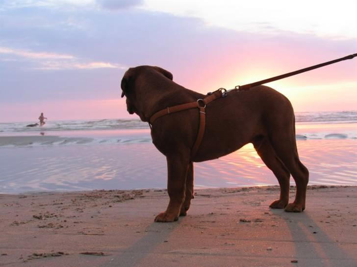 Dogue de bordeaux #Bufas# billede 15