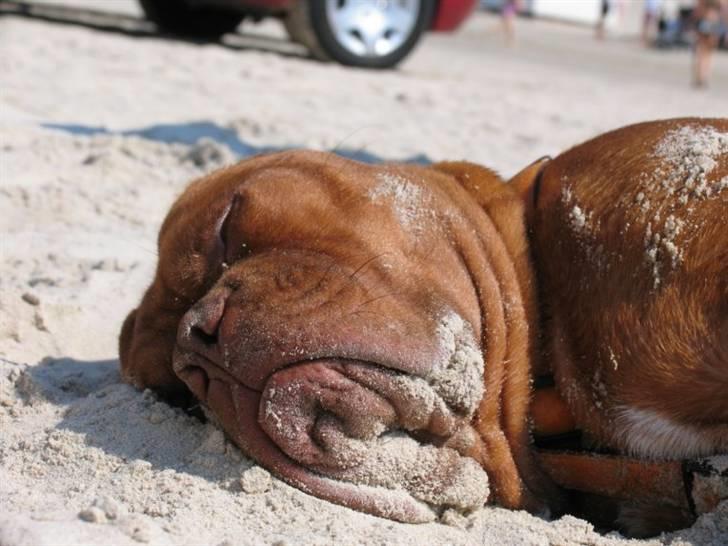Dogue de bordeaux #Bufas# - Ved stranden billede 16