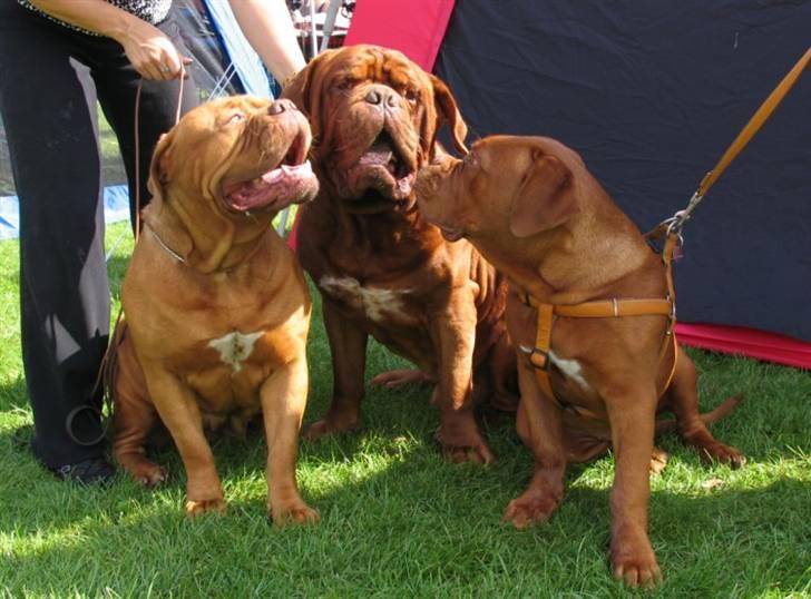 Dogue de bordeaux #Bufas# - Møde med Mor og Far billede 17