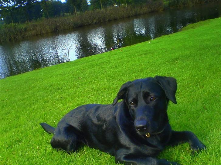 Blanding af racer - Kaldenavn Choice - Her ligger jeg og nyder det gode vejr. billede 8