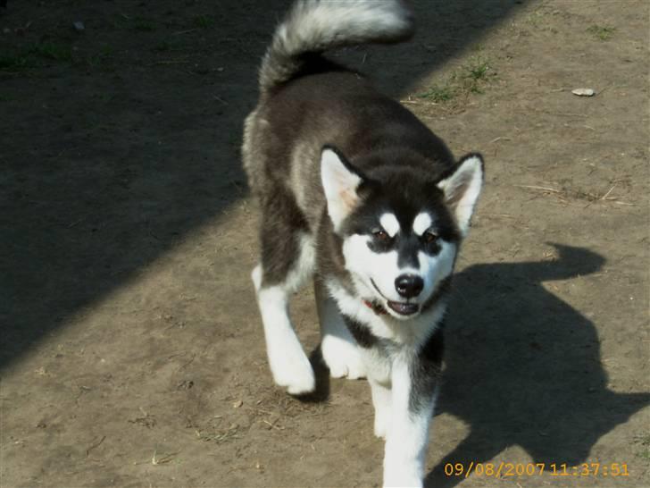 Alaskan malamute Trap Line's Quick Kee-nai billede 14