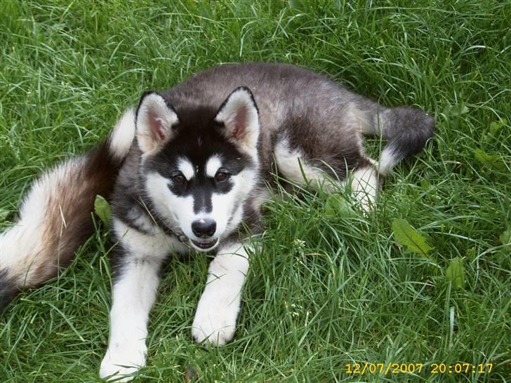 Alaskan malamute Trap Line's Quick Kee-nai billede 15