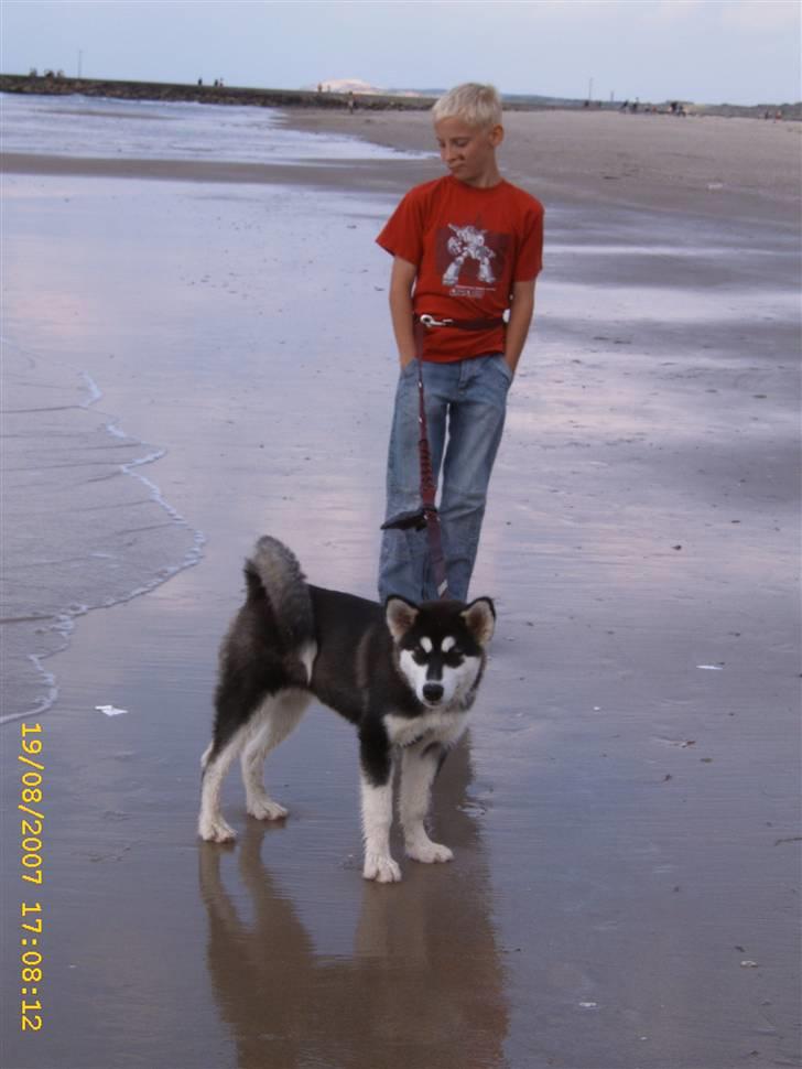 Alaskan malamute Trap Line's Quick Kee-nai - Lasse og Kee-nai er lige en tur ved vandet billede 16