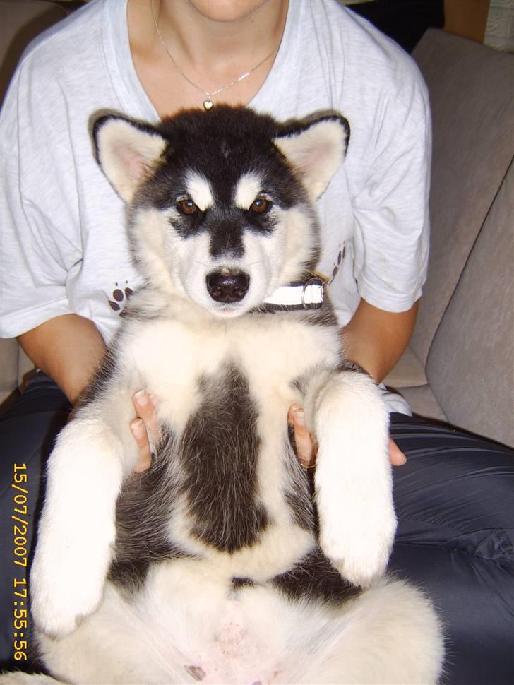 Alaskan malamute Trap Line's Quick Kee-nai - så er der dømt hygge i mors skød ;o) billede 17