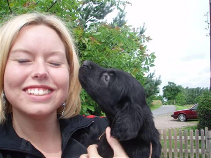 Flat coated retriever Fia (Kennelnavn Honey)  - Fia giver et lille møs da vi kommer og skal vælge en lille vaps. Så er man da solgt!:-) billede 1